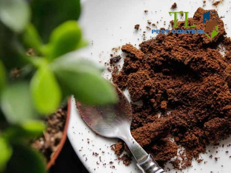 cách diệt gián đất