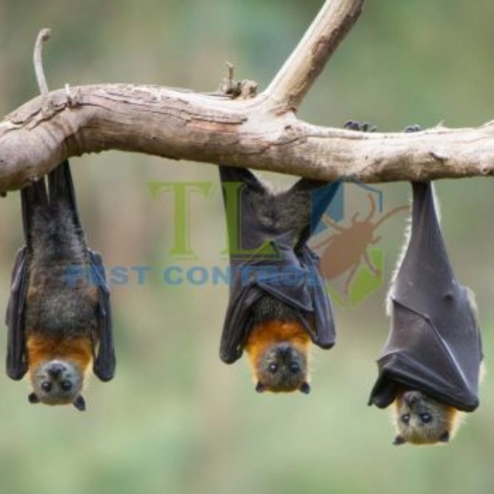 media_image0