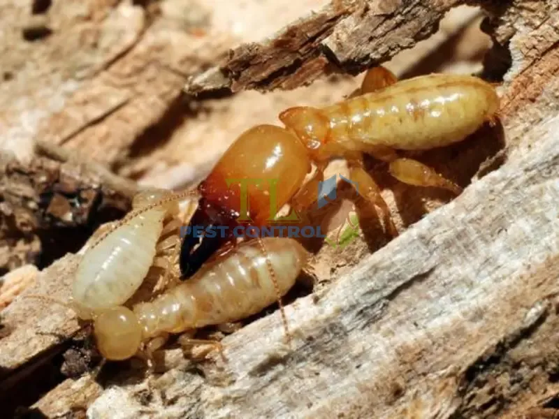 Tác hại nghiêm trọng của mối 
