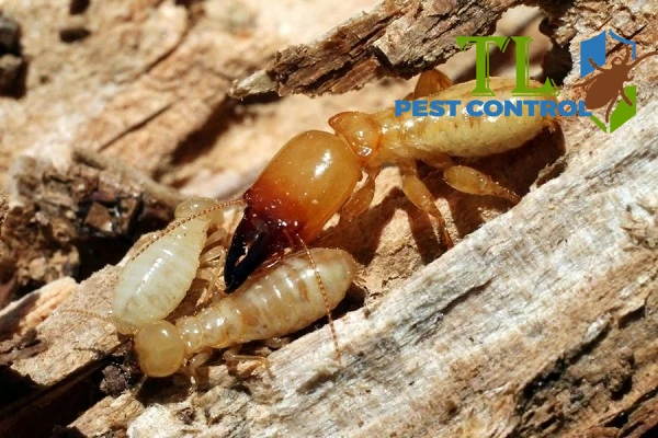 cách diệt mối