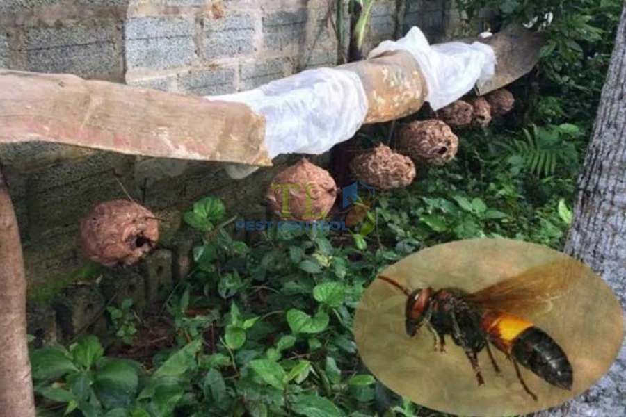 Top 5+ Cách Đuổi Ong Bắp Cày Nhanh Chóng, Hiệu Quả