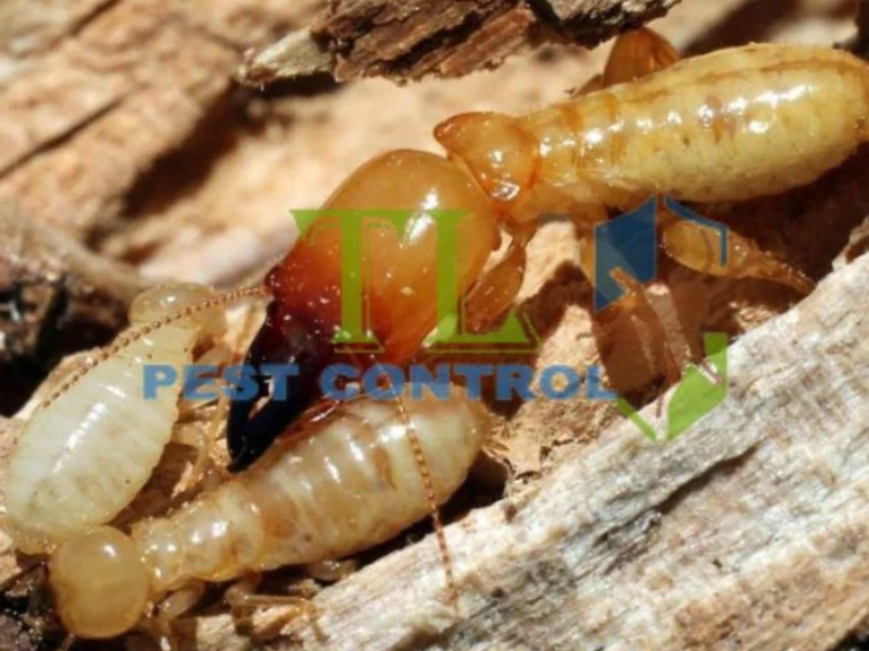  Diệt mối tận gốc ngay lập tức tại Phường Chánh Hưng