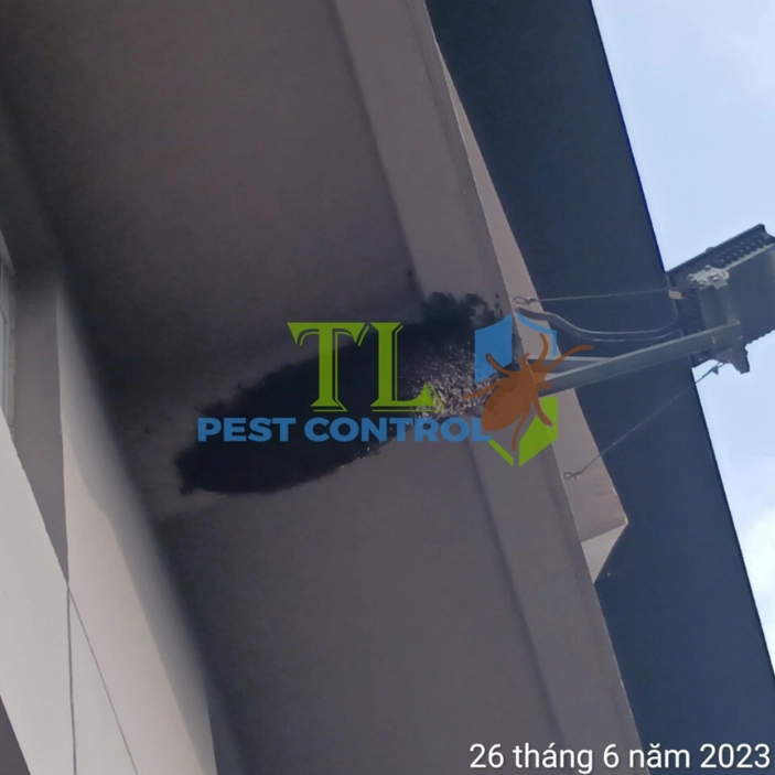 Dịch vụ xua đuổi và xử lý tổ ong