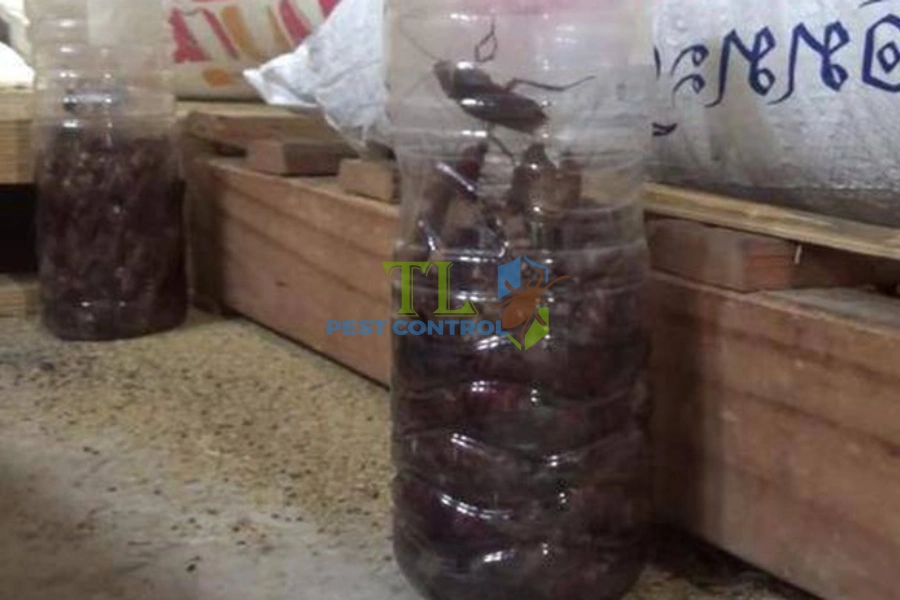 Hướng Dẫn Cách Bẫy Gián Bằng Chai Nhựa Dễ Thực Hiện
