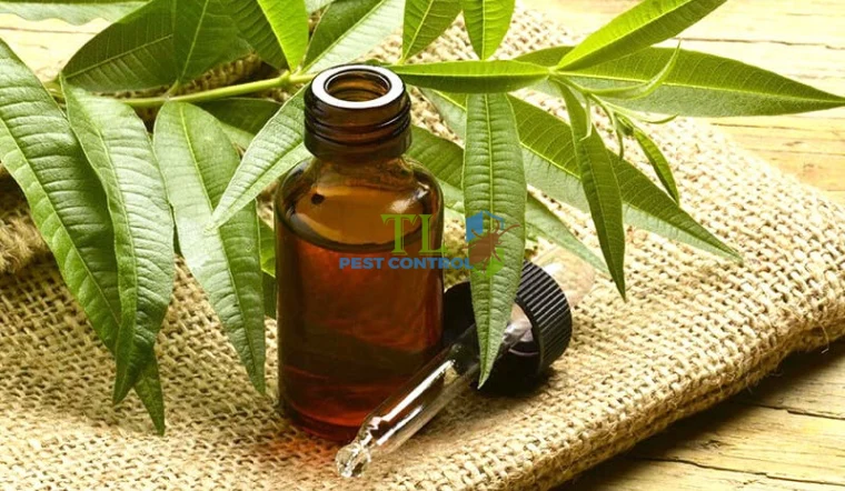 đuổi gián bằng tinh dầu