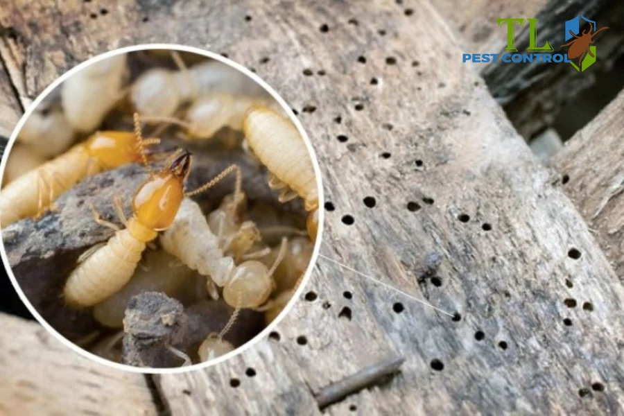 Hướng dẫn 12 cách diệt mối tận gốc tại nhà dễ thực hiện