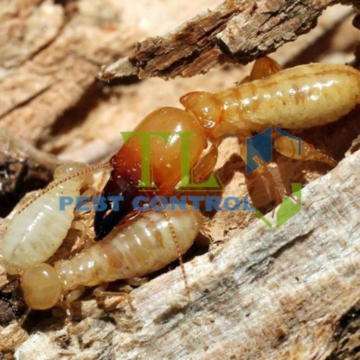 Dịch vụ diệt mọt gỗ