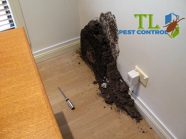 cách diệt mối làm tổ trong nhà