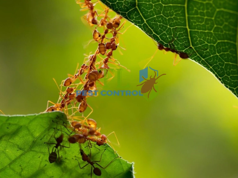 cách diệt kiến lửa trong đất