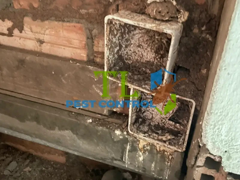 báo giá chống mối