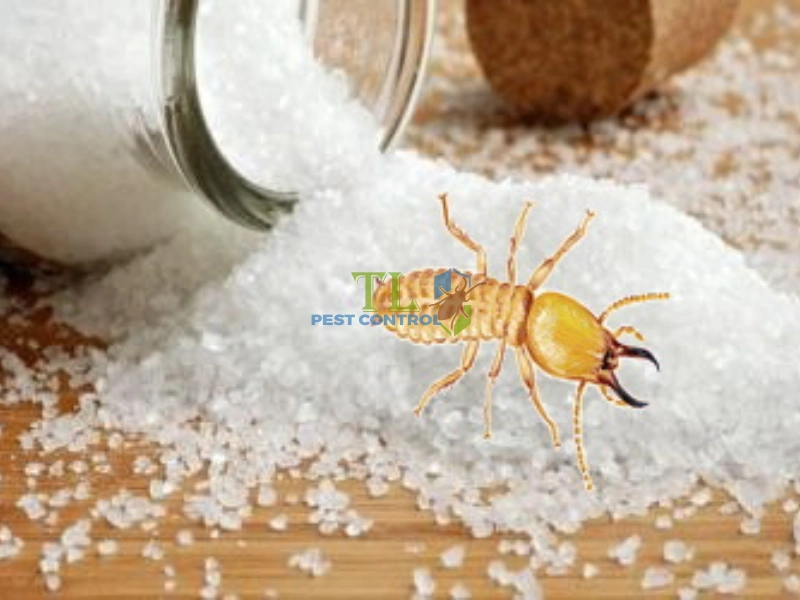 cách diệt mối trong tủ gỗ