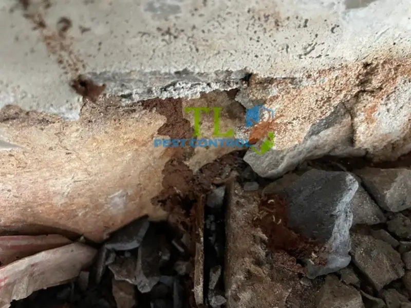 Cam kết chất lượng dịch vụ diệt mối tại Biên Hòa của Trần Long
