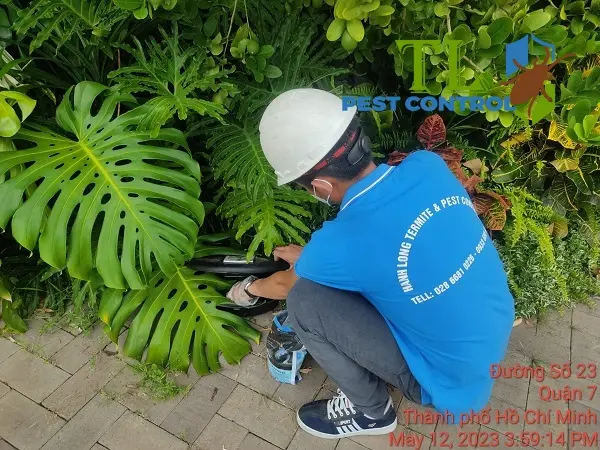 Dịch vụ diệt chuột