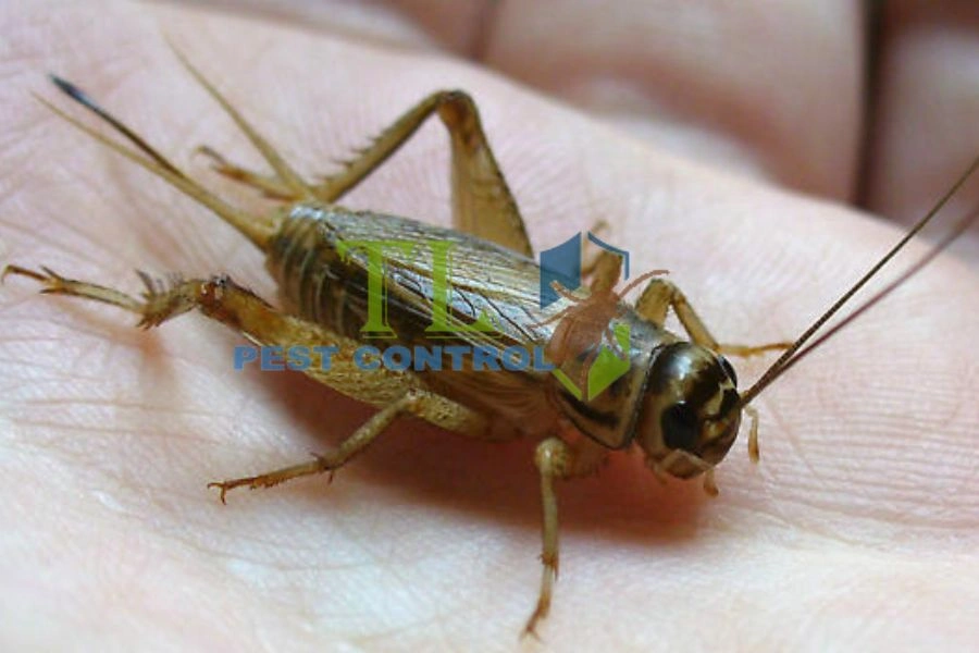 dịch vụ diệt dế