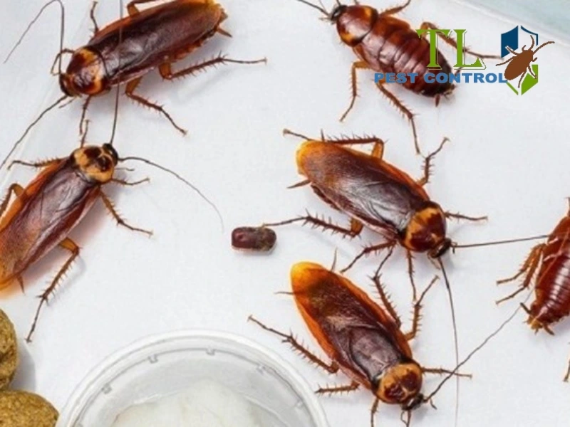 cách diệt gián trong xe ô tô