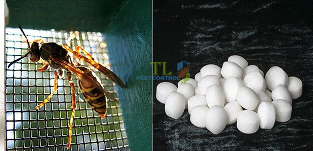 cách đuổi ong ra khỏi nhà
