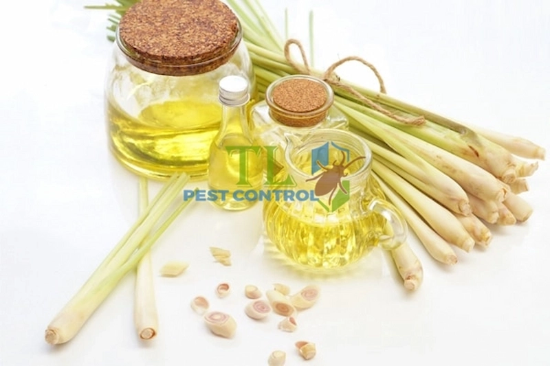 tinh dầu đuổi kiến ba khoang