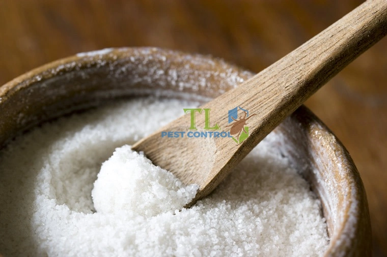 cách diệt ve chó trong nhà
