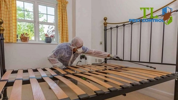 cách trị mạt giường
