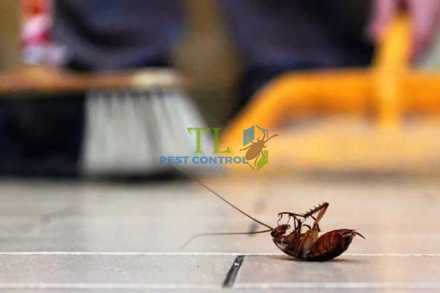 [Hướng Dẫn] Cách Đuổi Gián Trong Phòng Ngủ An Toàn, Hiệu Quả