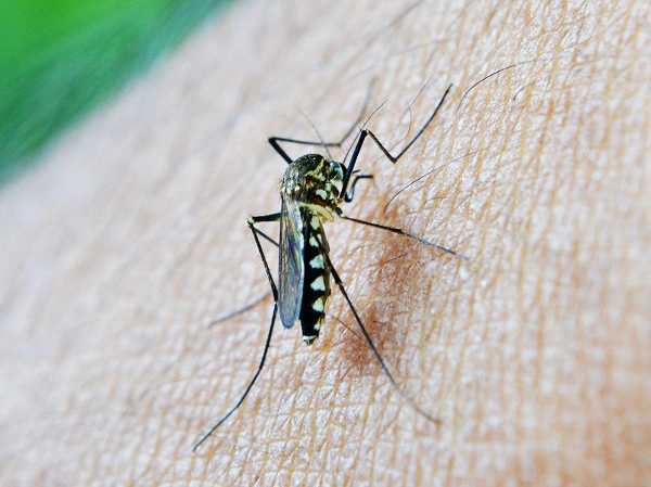 dịch vụ diệt muỗi
