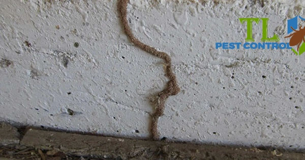 cách phát hiện tổ mối