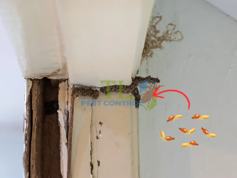 Hậu quả của mối gây ra 