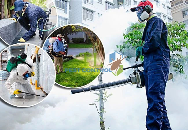 diệt muỗi cho khách sạn