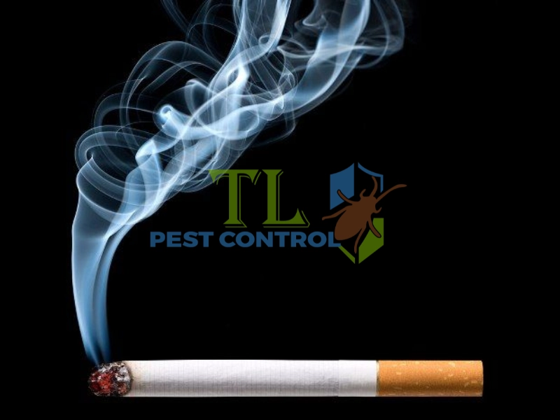 cách diệt mối cửa gỗ 
