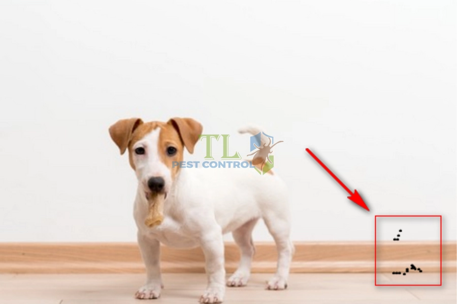 [Chia Sẻ] Cách Diệt Ve Chó Bám Trên Tường Cực Hiệu Quả