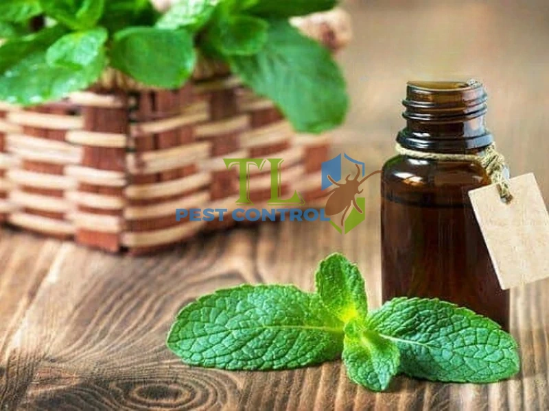 mùi hương đuổi kiến