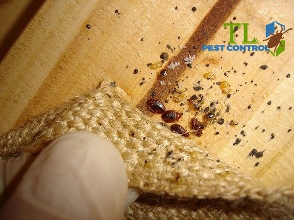 rệp giường sống bao lâu