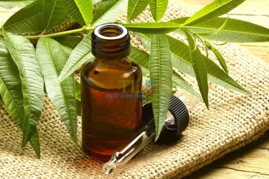 #Top Cách Đuổi Gián Bằng Tinh Dầu An Toàn, Hiệu Quả