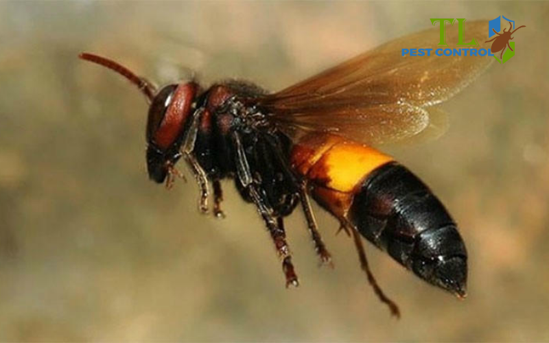 Nhận biết ong đất và mức độ nguy hiểm