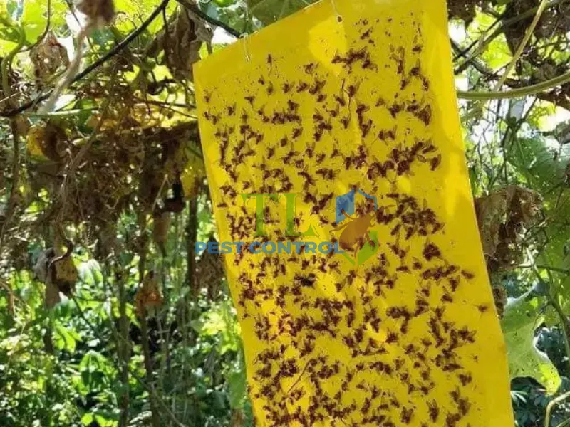 cách diệt ruồi trâu