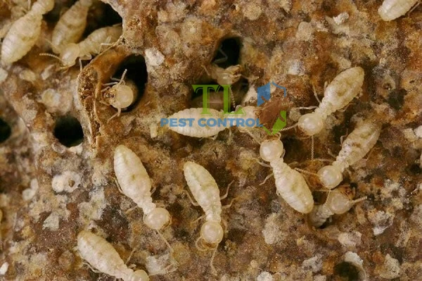 diệt mối quận 10