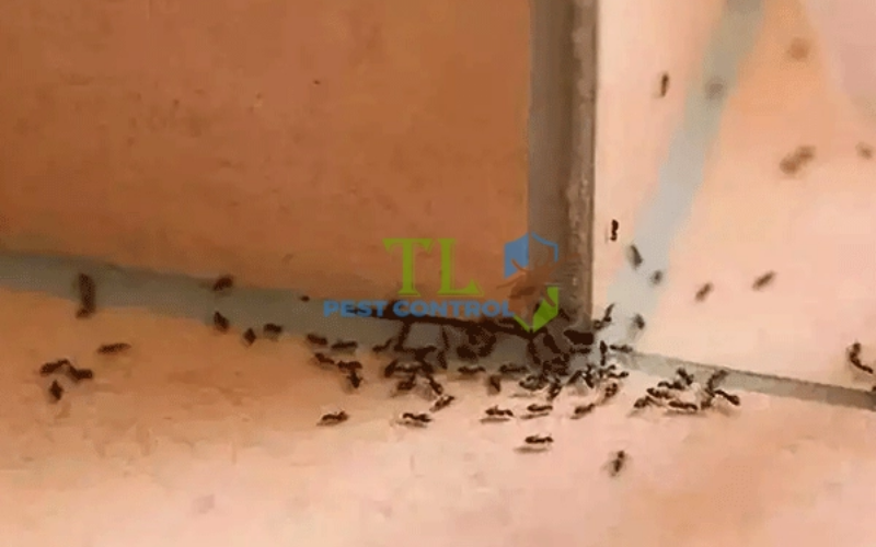 Nguyên nhân nhà bạn có kiến 