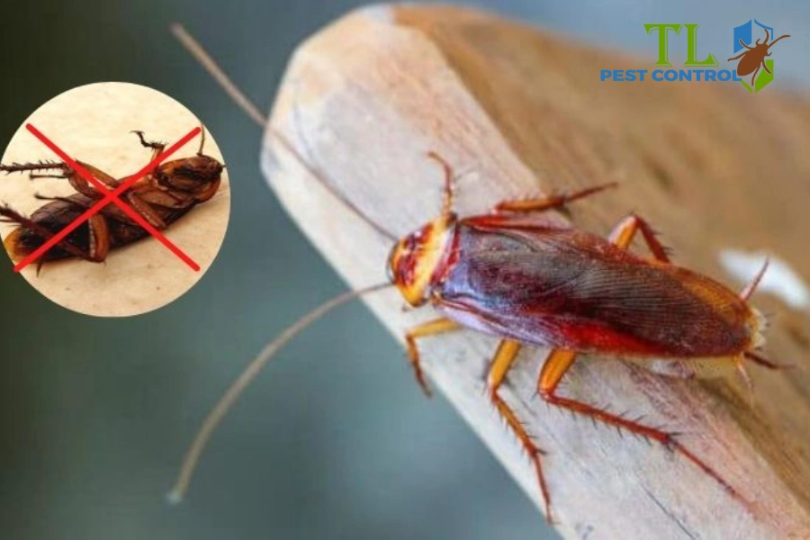 # Top 15+ Cách Diệt Gián Tận Gốc Tại Nhà Hiệu Quả, Tối Ưu