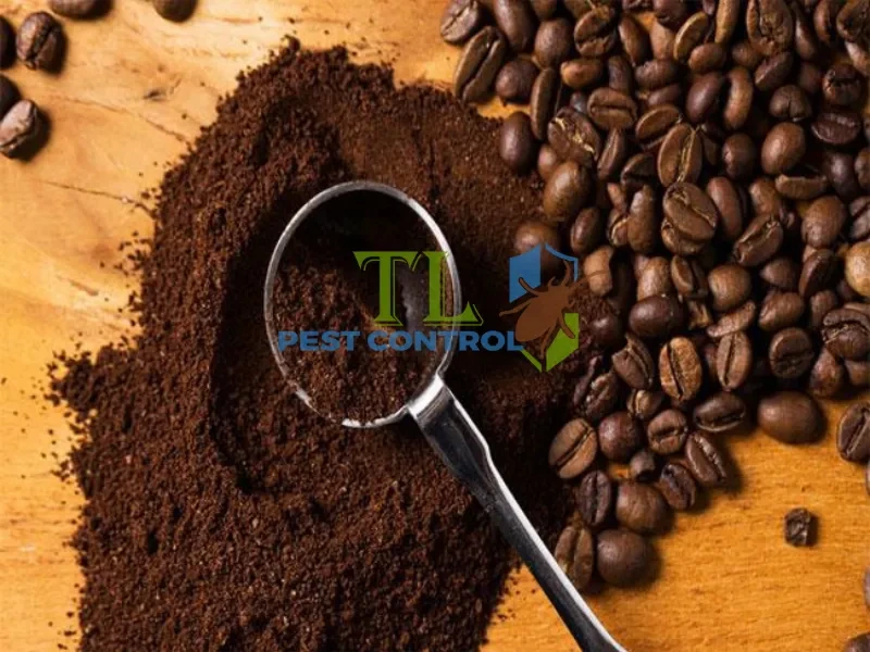 diệt kiến nhà chung cư
