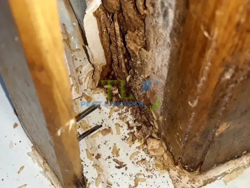 tư vấn diệt mối