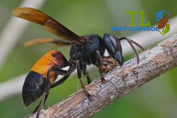 dịch vụ diệt ong