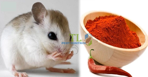 cách diệt chuột phá rau