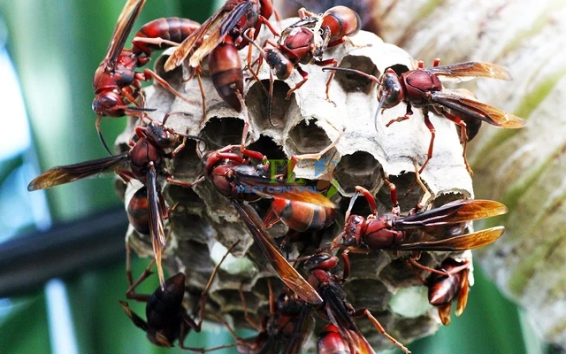 cách đuổi ong vò vẽ ra khỏi nhà
