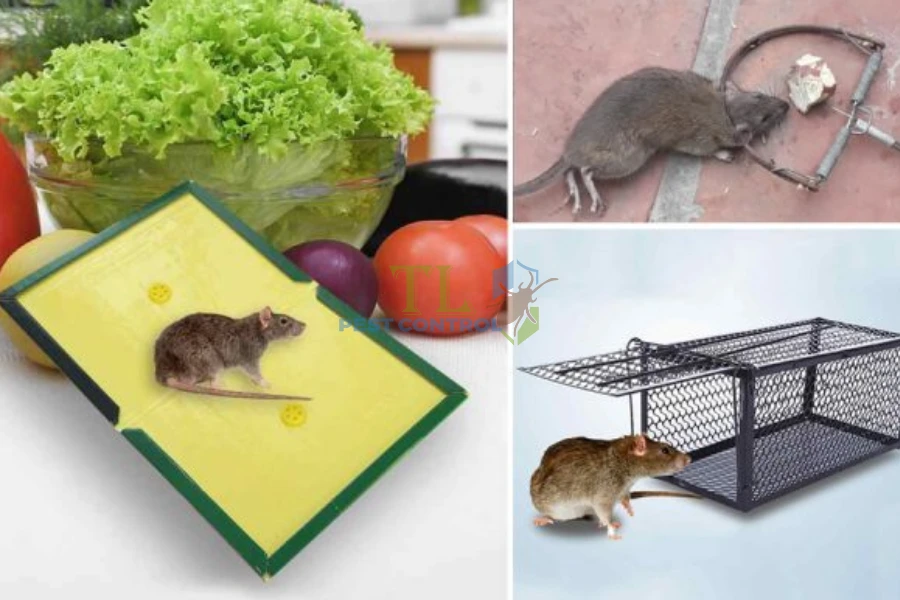#Top Cách Diệt Chuột Ngoài Vườn Cây, Phòng Chuột Quay Lại