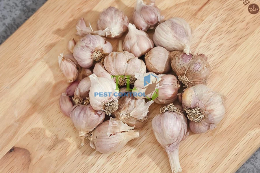 Hướng Dẫn Cách Đuổi Gián Bằng Tỏi Đơn Giản, Hiệu Quả