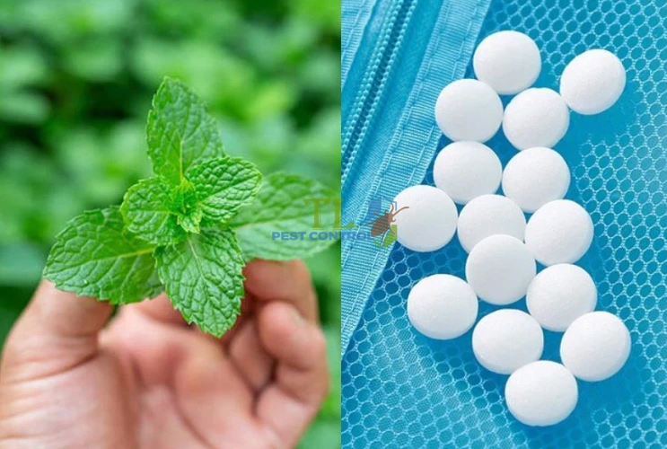 diệt chuột bằng long não