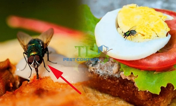 cách đuổi ruồi ở quán ăn