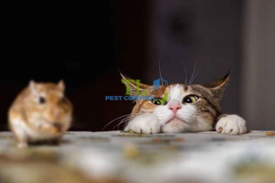 Nuôi mèo để bắt chuột 