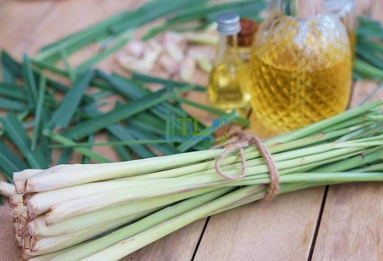 cách đuổi ong vò vẽ ra khỏi nhà