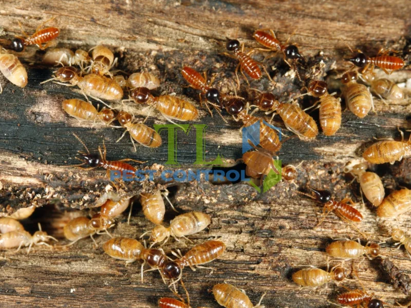 công ty diệt mối tận gốc tại nhà